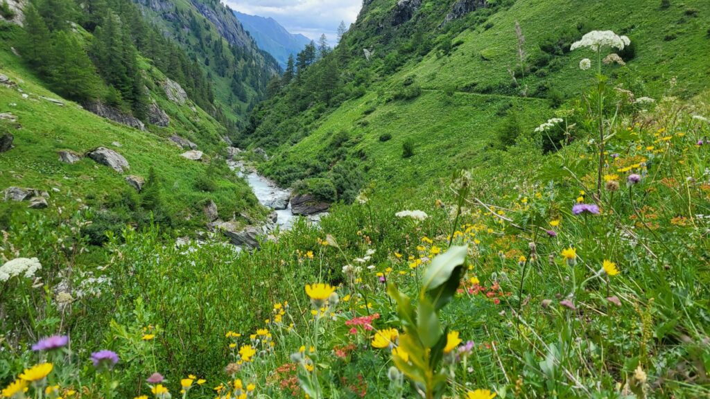 Bild zeigt Blumen und und einen Fluss