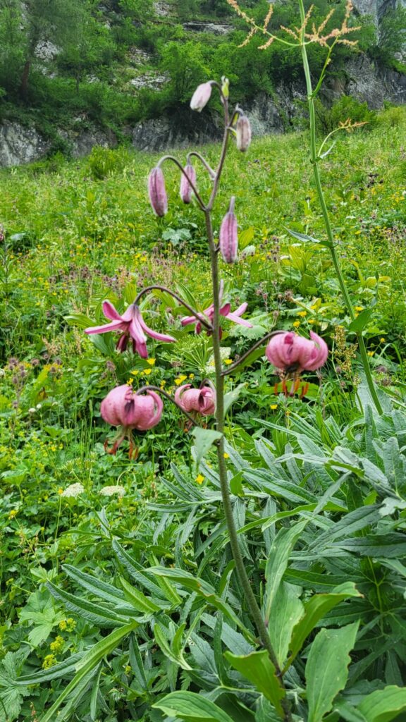 Bild zeigt eine Blume, die Türkenbundlilie.