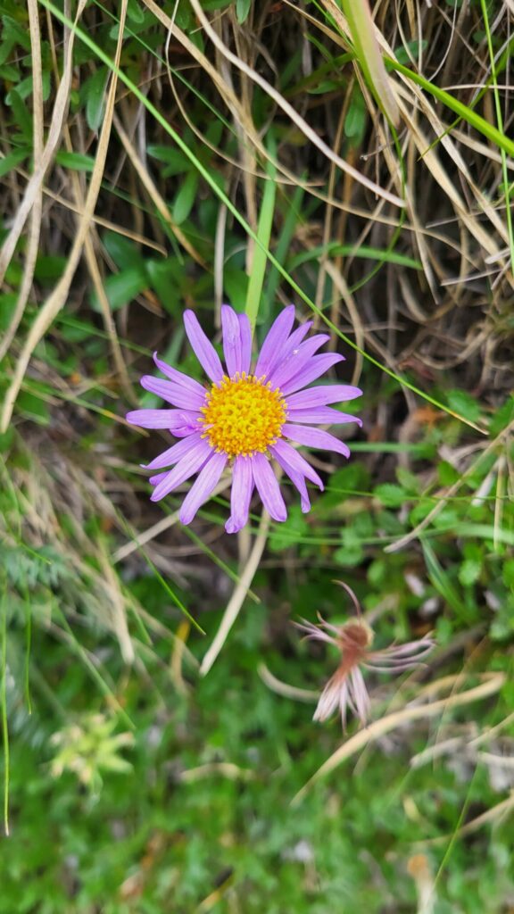 Bild zeigt eine Blume, die Bergaster.