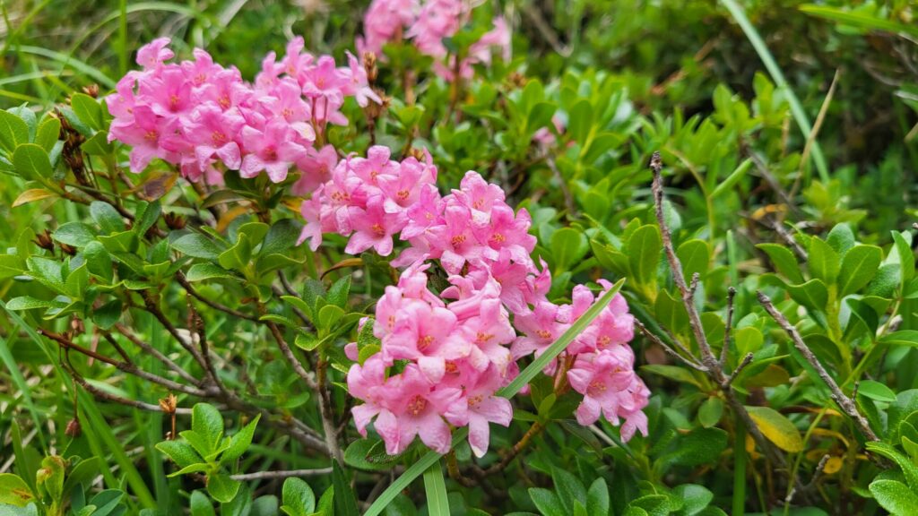 Bild zeigt eine Pflanze, die Almrosen.